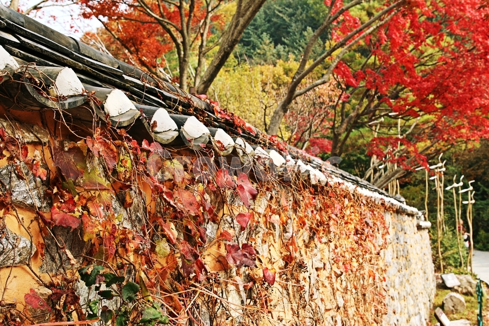 가을,사계절,담벼락,골목길,가을풍경,가을,계절,fall,autumn,season,한국전통,한국문화,korean traditional,korean culture,건축물,건물외관,exterior,building,structure,architecture,construction,leaf,잎,plant,식물,tree,나무
