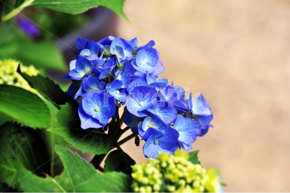 blue flower,,water polo shoes,hydrangea,medicine,ornamental,flower,division,chrysanthemum,plant,Eight Lines of Flowers,Hydrangeamacrophylla,summer flowers,reed leaf bush