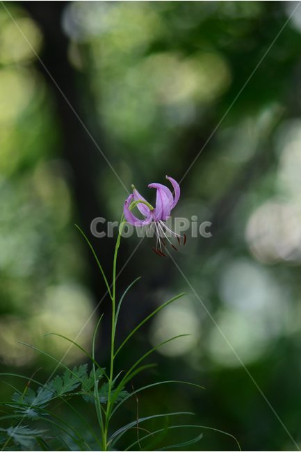 솔나리,야생화,식물,꽃,자연,여름,생태,힐링,플라워,wildflower,flower,plants,nature,season,감성,느낌,emotion,feeling,백합목,백합과,백합속,분홍색,여러해살이풀,식물,자연,plants,nature,꽃,flower