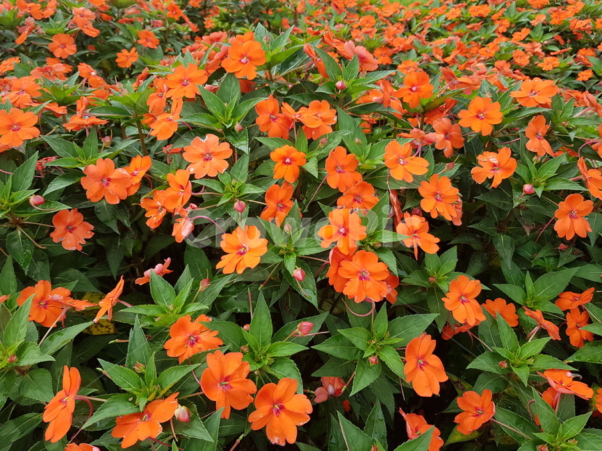 임파첸스,능소화,회산백련지,들꽃,꽃,주황꽃