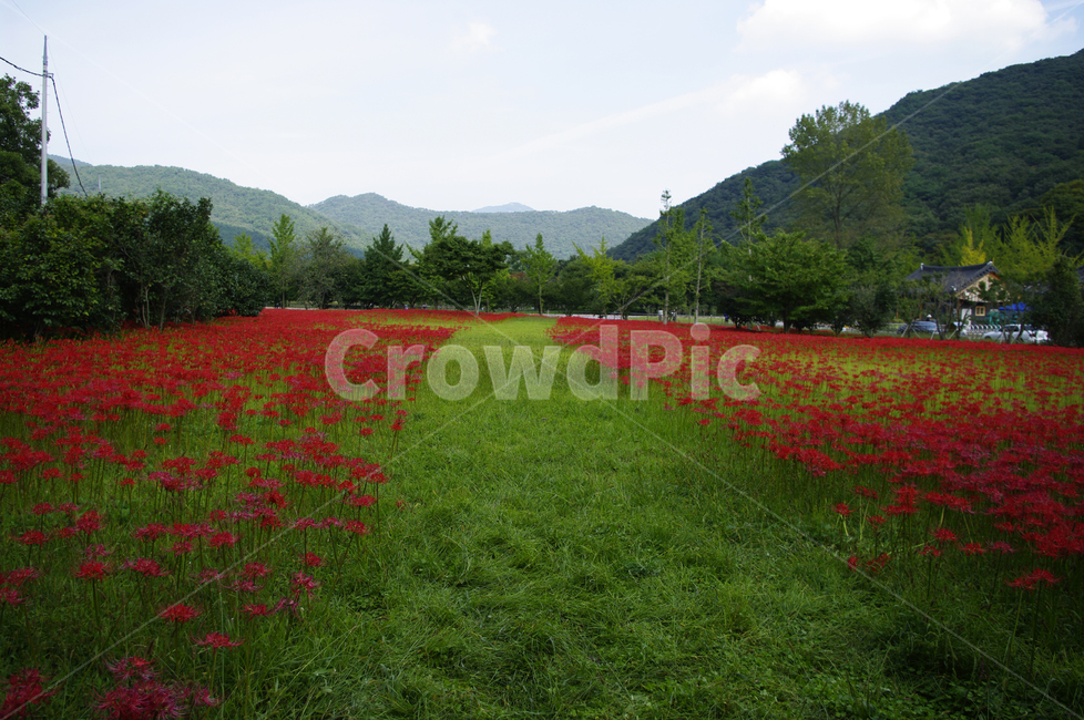 꽃무릇,꽃,color,flower,꽃밭,red,식물,자연,plants,nature,꽃,flower