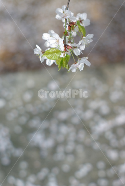 벚꽃,봄,꽃,흰벚꽃,cherryblossoms,떨어진꽃잎,봄,계절,spring,season,식물,자연,plants,nature,꽃,flower,plant,blossom