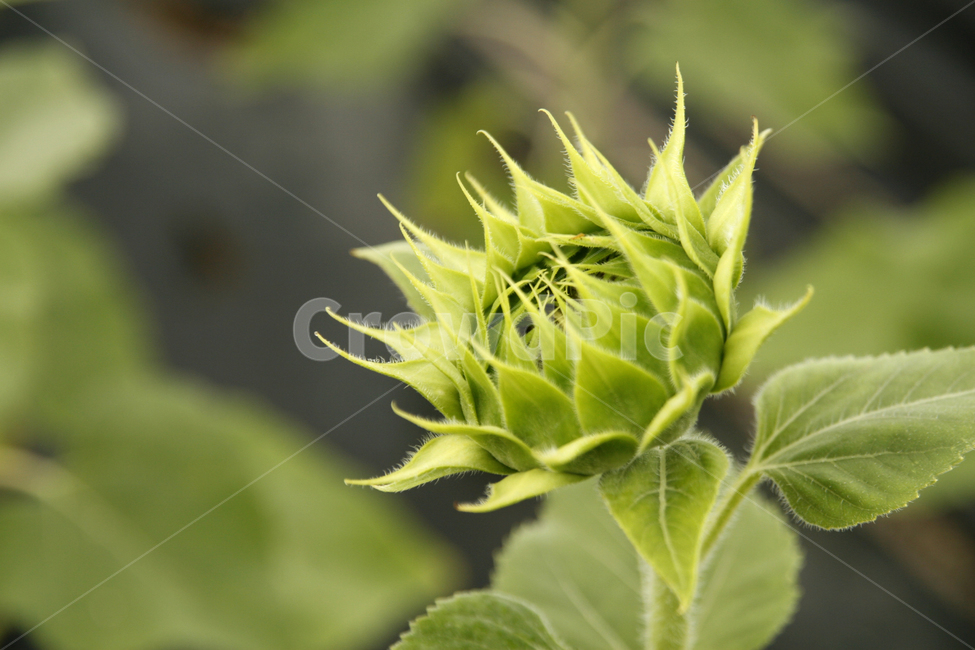 해바라기,여름,해바라기꽃,식물,꽃잎,여름,계절,summer,season,식물,자연,plants,nature,꽃,flower,sprout,새싹,bud,싹,blossom,plant