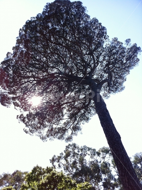 바오밥(),나무,가을,높음,하늘,유럽,포르투갈,여행,식물,자연,plants,nature,나무,trees,wood,휴식,힐링,rest,relaxation,healing