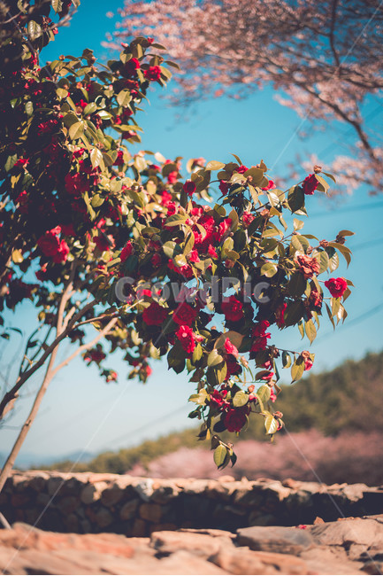 동백,동백꽃,꽃,식물,동백나무,나무,식물,자연,plants,nature,꽃,flower,감성,sensible,feeling