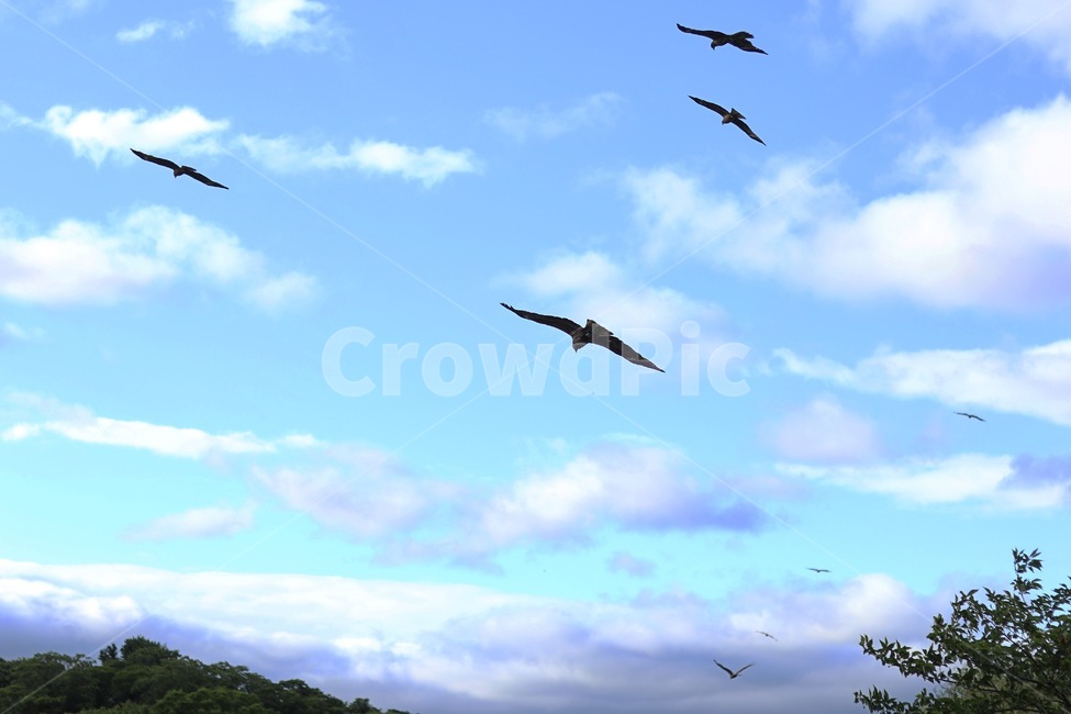 sky,blue sky,bird of prey,bird,sight,kite