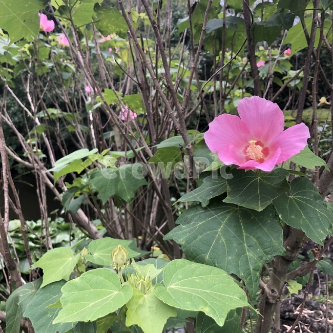 식물,꽃,잎,분홍꽃,나뭇가지,plant,flower,leaf,branch