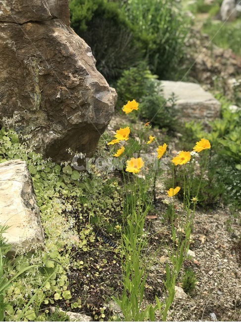 꽃,노란꽃,힐링,여름,들꽃,식물,자연,plants,nature,꽃,flower