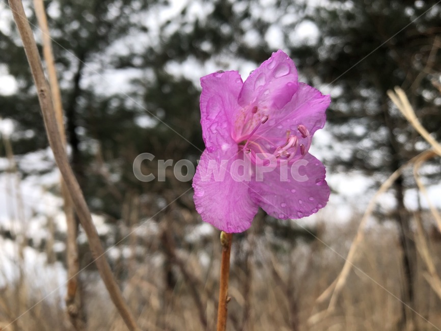 꽃,flower,식물,자연,plant