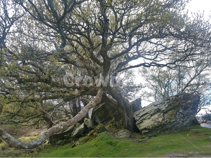 나무,큰나무,자연,나뭇가지,가지,식물,자연,plants,nature,나무,trees,wood