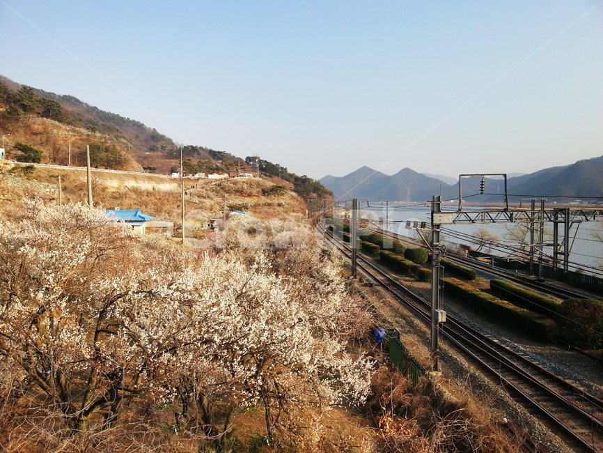 봄,매화,철길,강,하늘,풍경,자연,기찻길,산,원동,매화마을,nature,힐링,healing,landscape,시골,마을,풍경,landscape,country,rural,town