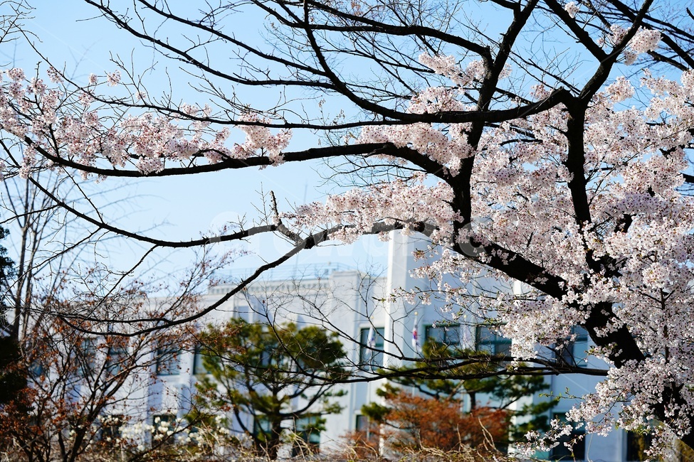 정독도서관,풍경,벚꽃,flower,blossom,식물,plant