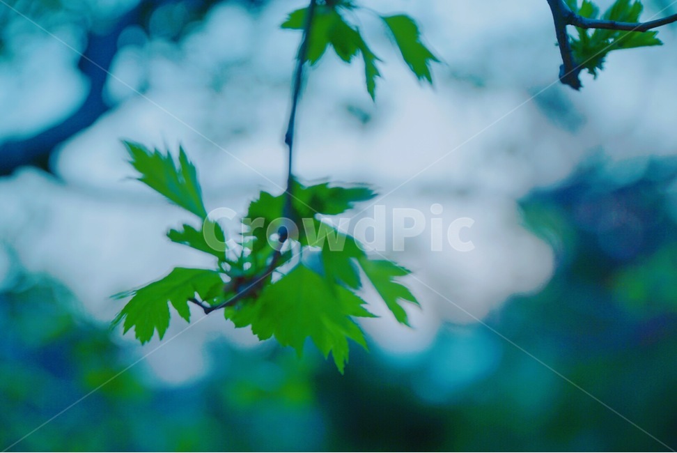 나뭇잎,초록색,감성사진,빛,봄,청량감,나들이,봄,계절,spring,season,식물,자연,plants,nature,감성,sensible,feeling,plant,leaf,잎