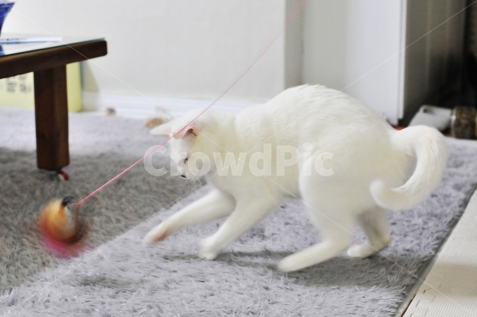 고양이,힌색고양이,장난감,애묘,하얀색,동물,놀이기구,동물,animal,포유류,mammal,고양이,cat,kitten,kitty