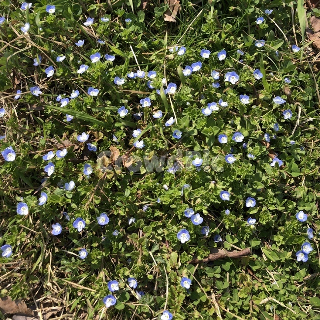 꽃,파란꽃,flower,풀밭,작은꽃,식물,자연,plants,nature,꽃,flower