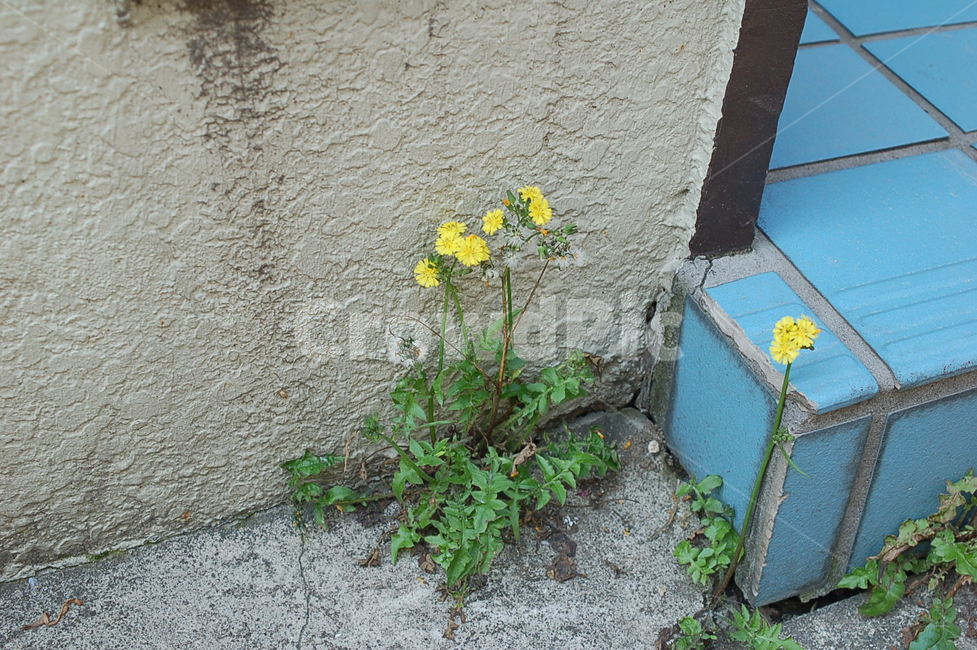 잡초,국화과,노란꽃,생명력,끈질김,야생화,식물,자연,plants,nature,꽃,flower