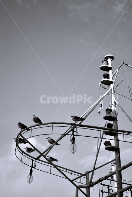 갈매기,새,휴식,배,조업,seagull,bird,rest,ship,fishing,동물,animal,조류,새,birds,흑백,모노톤,monochrome,black and white