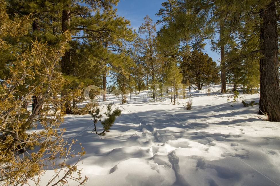 rural,natural,wood,background,beautiful,blue,cold,forest,frost,ice,landscape,light,mountain,nature,outdoor,park,scenic,season,sky,snow,sun,sunlight,sunny,tree,trees,usa,utah,view,white,winter,미국,유타,눈,겨울,자연,나무,야외,숲