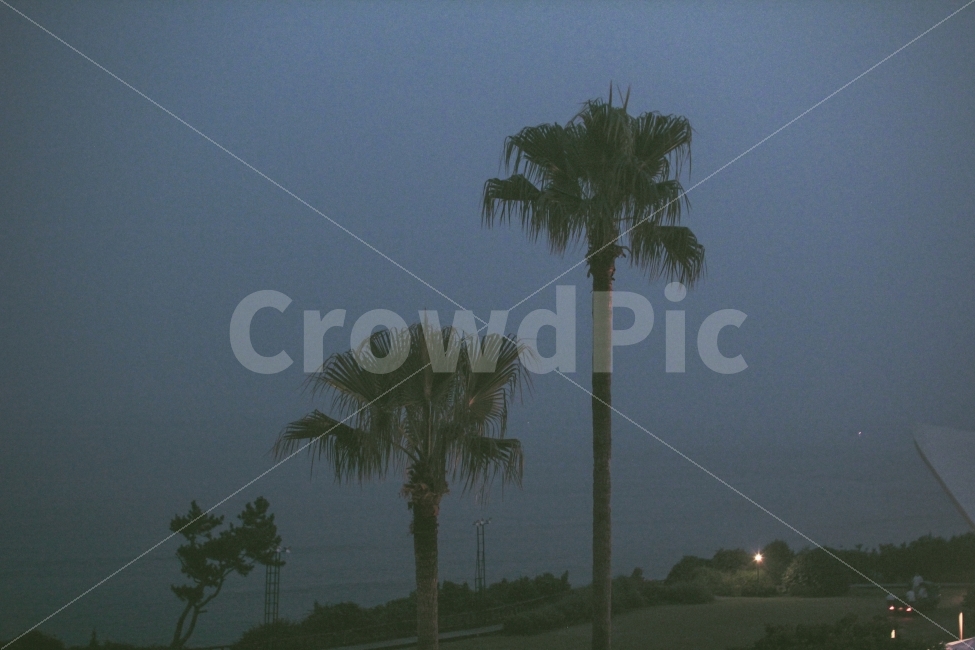 palmtree,야자수,tree,나무,밤,분위기,밤하늘,색감,필름사진,필름,제주도,여행,여행사진,어두움,dark,scene,atmosphere,travel,jeju,jejuisland,풍경,풍경사진,자연,풍경,nature,landscape,한국자연풍경,한국자연경관,korea nature landscape,제주도,jeju,jeju island,감성,sensible,feeling,plant,식물,palm tree,arecaceae,Arecaceae
