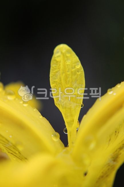 rain,flower caught in the rain,calamus,plant,yellow flower,yellow iris flower,spring rain,flower