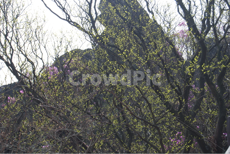 거제시,가라산,탐방로,휴양림,봄,봄,계절,spring,season,자연,풍경,nature,landscape,tree,나무,plant,식물