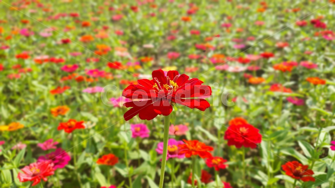 꽃,붉은,백일홍,geranium,제라늄,flower,blossom,식물,petal,꽃잎,식물,자연,plants,nature,꽃,flower