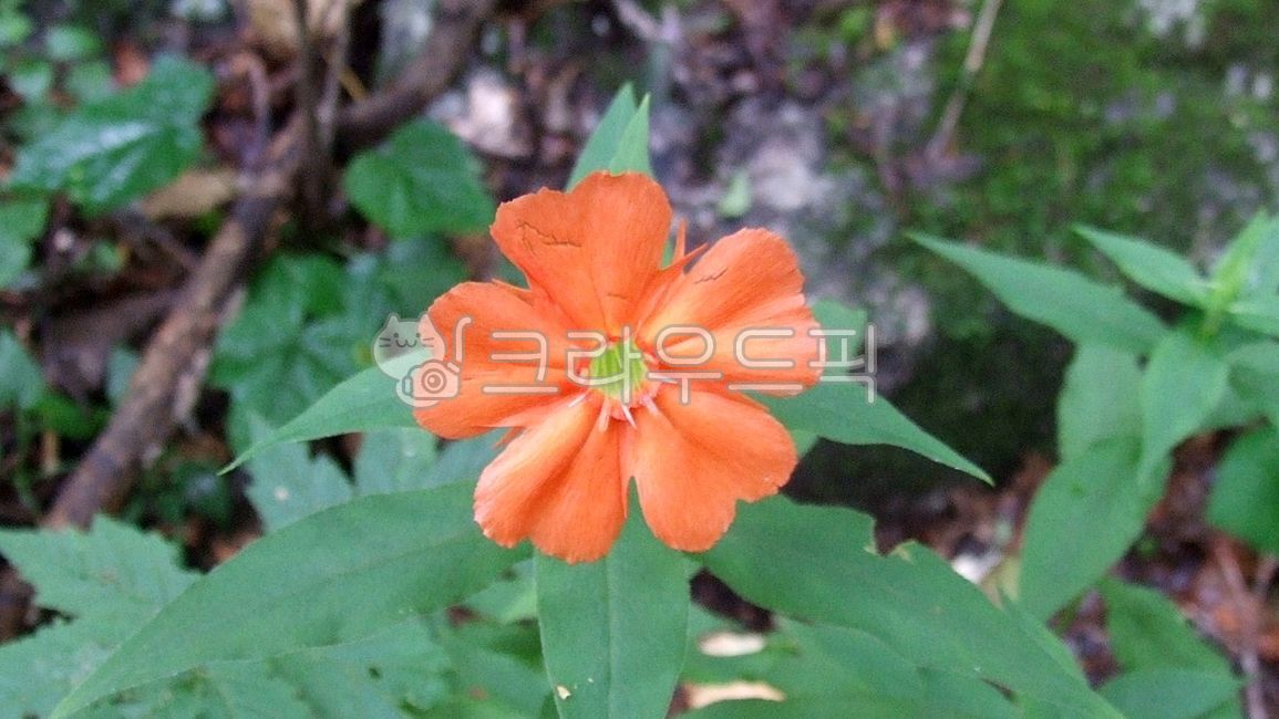 blossom,campion,lobate,perennial plant,cyme inflorescence,flower,wildflowers,plant,Stone bamboo and,peach blossom