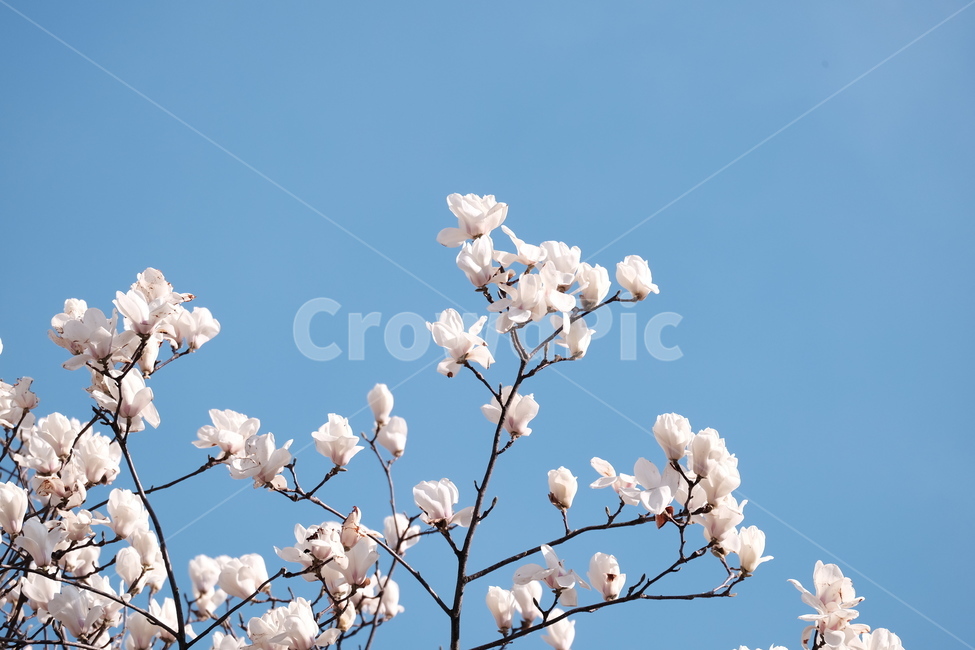 magnolia,목련,백목련,봄꽃,spring,flower,flowers,봄,하늘,봄,계절,spring,season,식물,자연,plants,nature,꽃,flower,plant,blossom