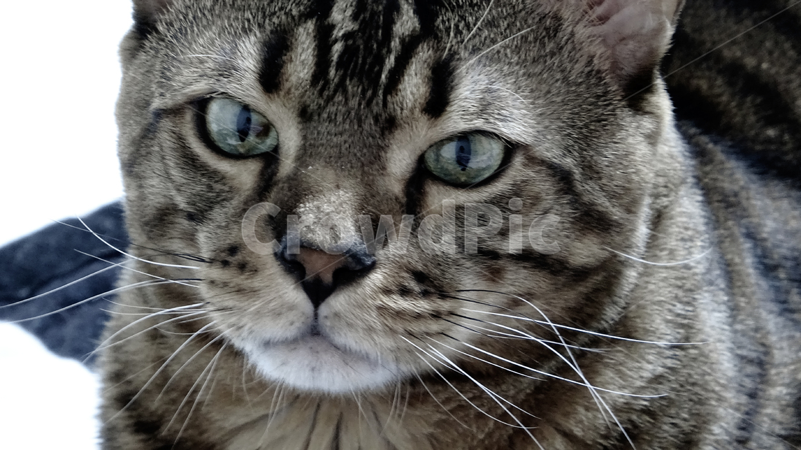 고양이,고양이눈,뱅갈고양이,뱅갈,집고양이,동물,animal,포유류,mammal,고양이,cat,kitten,kitty