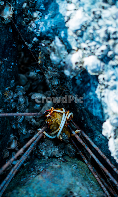 바다,쓰레기,인간의흔적,자연,이끼,sea,trash,madebyhumans,time,natural