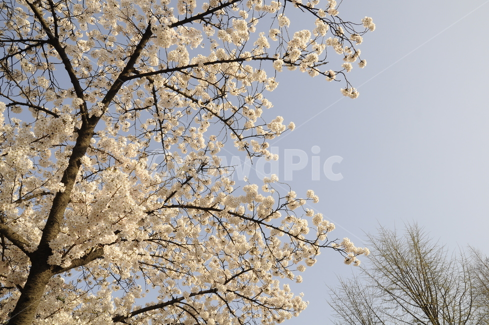 벚꽃,사쿠라,소풍,봄,나들이,자연,봄나들이,꽃송이,꽃,cherryblossom,plant,flower,blossom