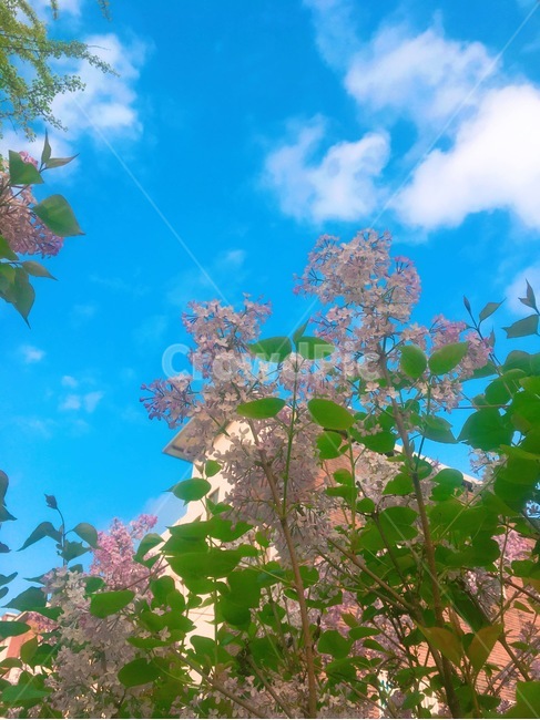 하늘,구름,꽃,풍경,flower,자연,풍경,nature,landscape,plant,식물,leaf,잎