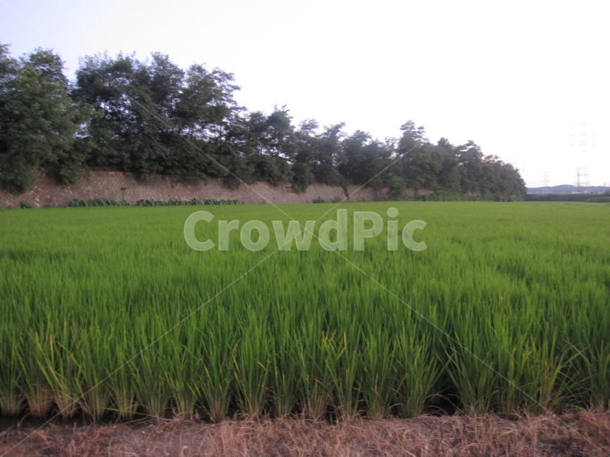 벼,asianrice,농사,풍경,자연,초록,논,힐링,시골,자연,풍경,nature,landscape,시골,마을,country,rural,town,산업,industry,industrial,농업,농사,agriculture,farming,farming industry,grassland,목초지,outdoors,옥외,field,들,paddy field,패디 필드