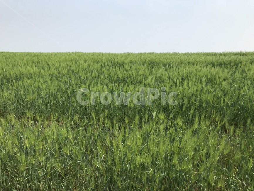 청보리,풍경,초록,여름,논,평야,청보리밭,작물,농업,농사,agriculture,farming,farming industry