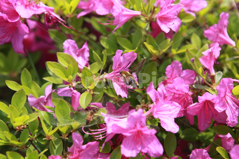 flower,꽃,철쭉,분홍,식물,plant,진달래,벌,bee