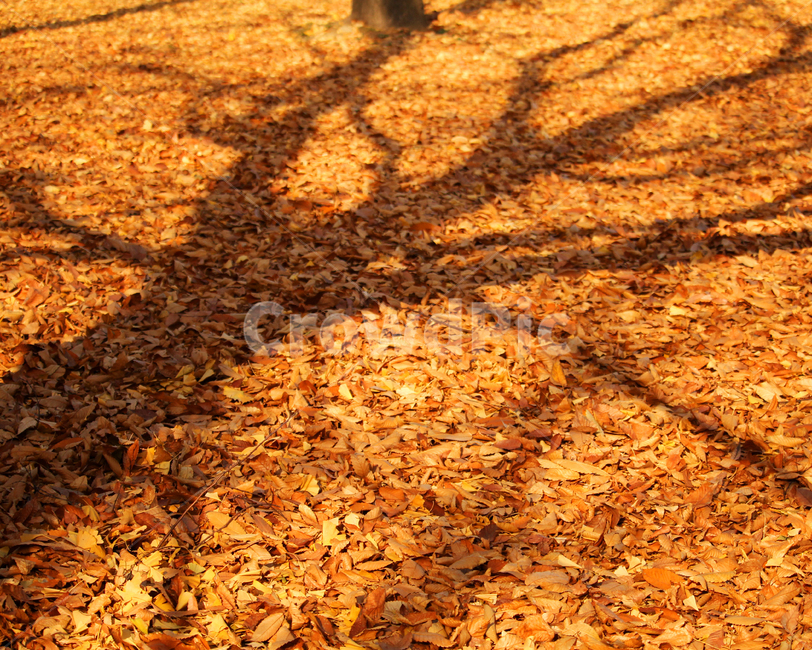 leaf,가을,단풍,그림자,노랑,yellow,maple,shadow,fall,autumn
