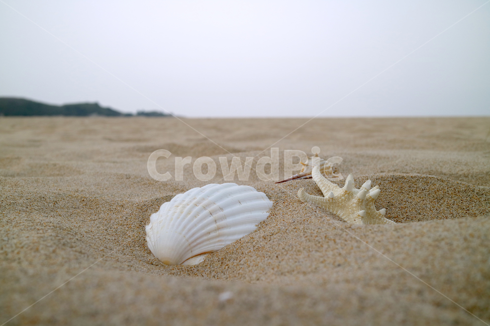 해변,모래사장,여름,불가사리,자연,계절,휴가,휴양,휴양지,해수욕장,바캉스,풀,조개,소라,조개껍데기,소라껍데기,꽃,플루메리아,해변,바다,beach,sea