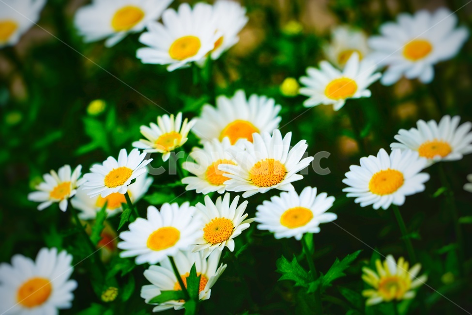 꽃,흰색,식물,봄,감성,풍경,녹색,노란색,들꽃,식물,자연,plants,nature,꽃,flower