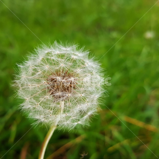 민들레,봄,솜털,식물,씨,자연,계절,가련,감성,풍경,봄풍경,따스함,식물,자연,plants,nature