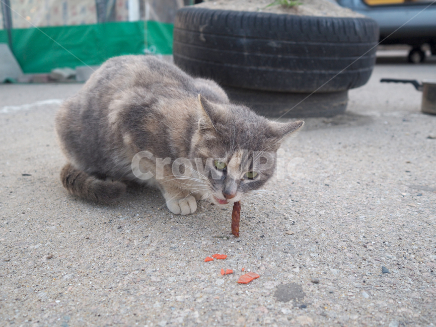 고양이,포유류,애완동물,동물,mammal,pet,animal,cat,동물,animal,포유류,mammal,고양이,cat,kitten,kitty