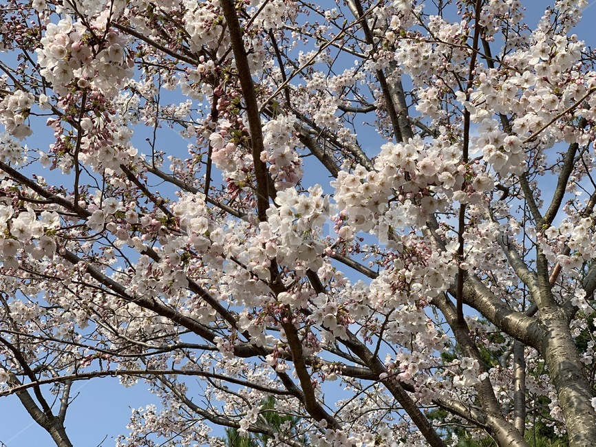plant,식물,blossom,꽃,flower,벚꽃,봄,나무,자연