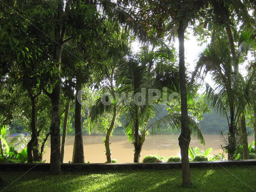 동남아,garden,정원,outdoors,옥외,아침햇살,sunshine,야자수,야자,palmtree,green,그린,햇살,brown,메콩
