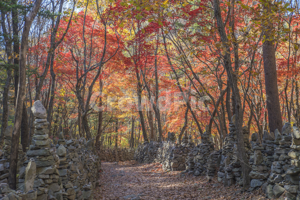 가을,풍경,단풍,가을나무,가을풍경,울긋불긋,가을,계절,fall,autumn,season,식물,자연,plants,nature,나무,trees,wood,tree,plant,ground,바닥