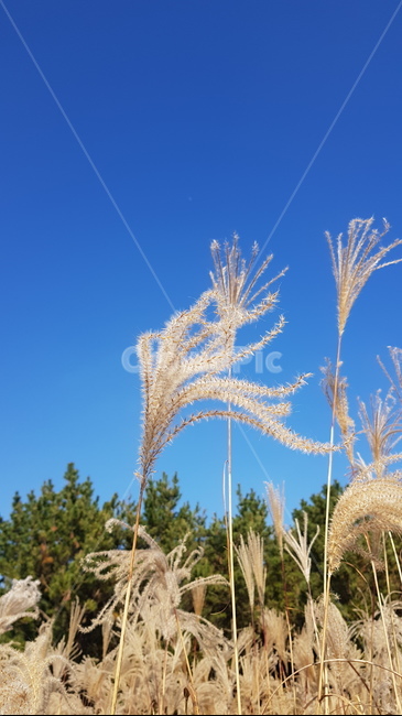 가을,하늘,풍경,억새,억새밭,가을,계절,fall,autumn,season,grass,잔디,plant,식물