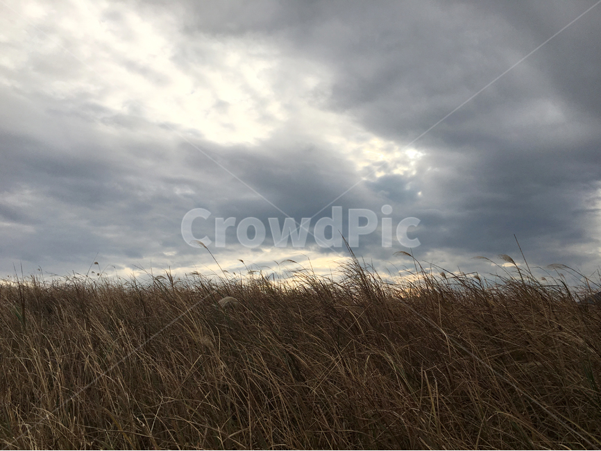 제주,갈대,갈대밭,풍경,가을,쓸쓸한,자연,fieldofreeds,reed,fall,autumn,jejuisland,sensitive,landscape,자연,풍경,nature,landscape,grass,잔디,plant,식물,lawn