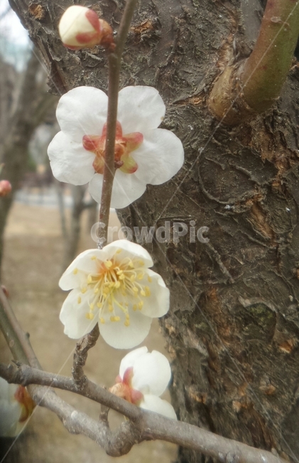 매화,매실나무,일지춘,군자향,흰꽃,식물,자연,plants,nature,꽃,flower