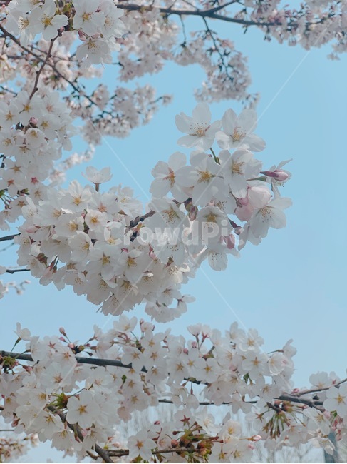 벚꽃,벚나무,blossom,cherryblossom,봄
