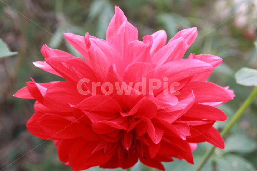 blossom,달리아,식물,flower,꽃,한송이,다알리아,붉은,식물,자연,plants,nature,꽃,flower