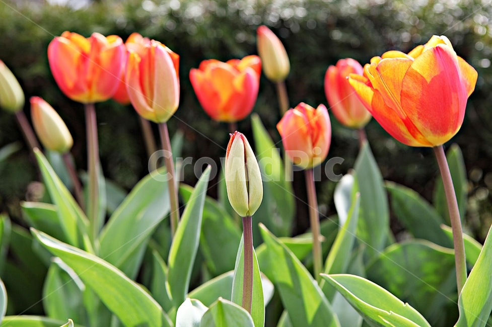 튤립,꽃,식물,자연,배경,공원,자유공원,식물,자연,plants,nature,꽃,flower