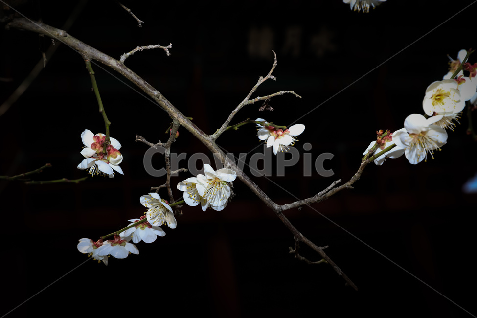 매화,봄,매화나무,봄꽃미디화,매화향기,봄,계절,spring,season,식물,자연,plants,nature,꽃,flower,plant